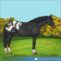 Horse Color:Black Blanket 