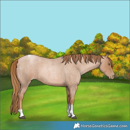 Horse Color:Red Roan Pearl Tobiano Frame 