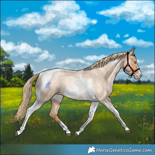 Horse Color:Red Roan Pearl Tobiano Frame 