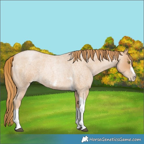 Horse Color:Red Roan Pearl Tobiano Frame 