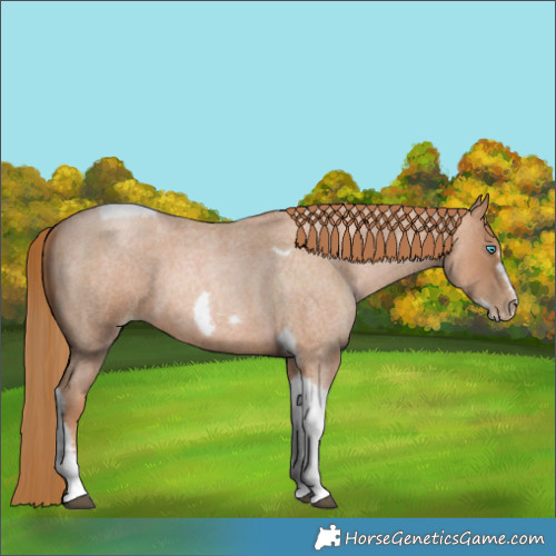Horse Color:Red Roan Pearl Tobiano Frame 