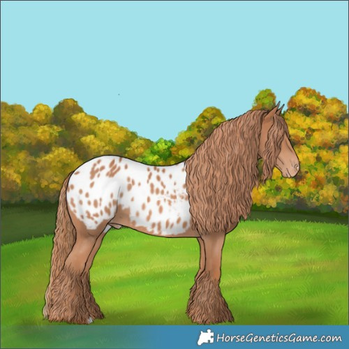 Horse Color:Chestnut Appaloosa