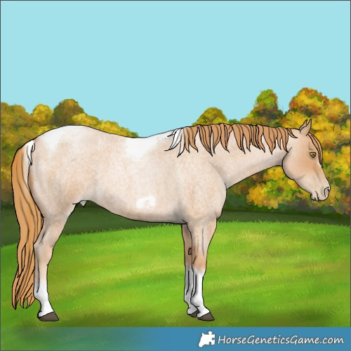Horse Color:Red Roan Pearl Tobiano Frame 