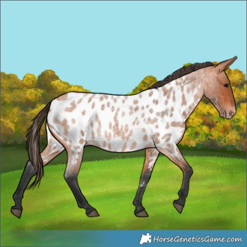 Horse Color:Bay Roan Near Leopard 