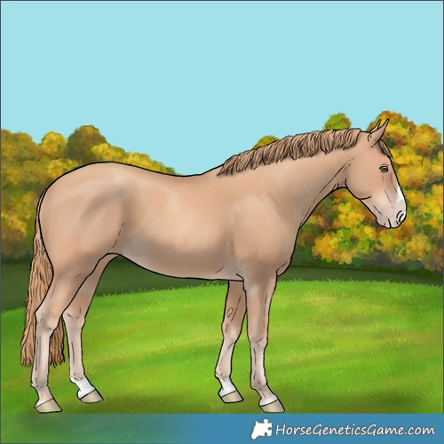 Horse Color:Gold Champagne Splash
