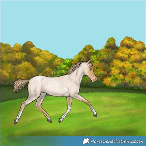 Horse Color:Red Roan Pearl Tobiano Frame 