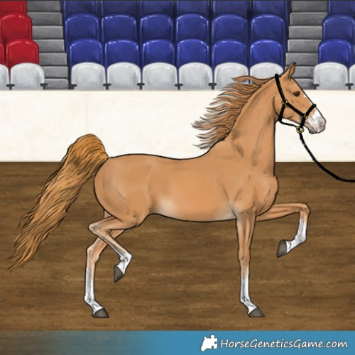Horse Color:Unknown 