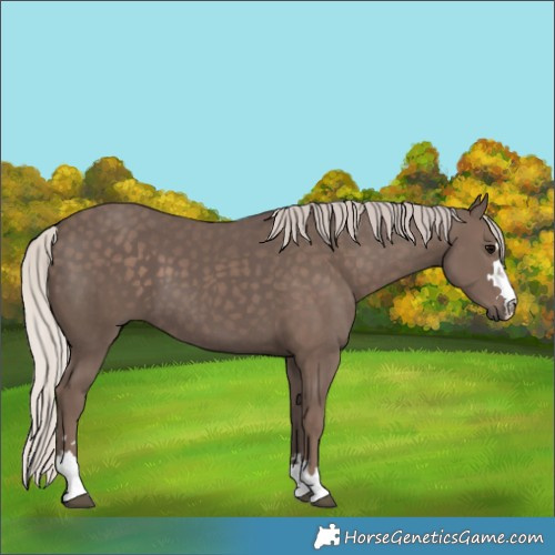 Horse Color:Silver Black