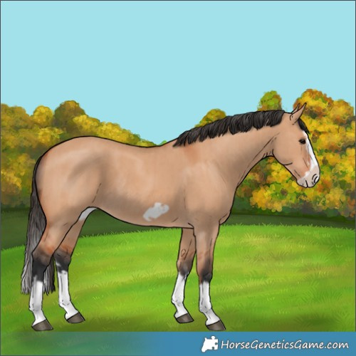Horse Color:Bay Dun Splash Frame and Bay Dun Splash Frame Rabicano