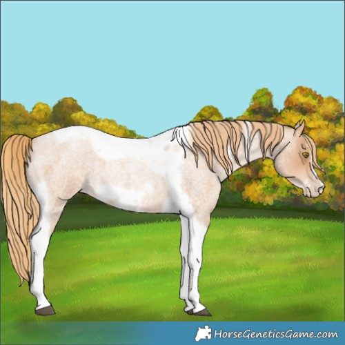 Horse Color:Red Roan Pearl Tobiano Frame 