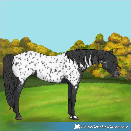 Horse Color:Black Near Leopard 