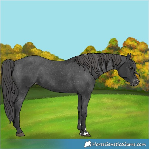 Horse Color:Black Varnish 