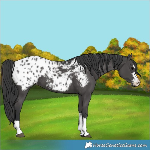 Horse Color:Black Blanket