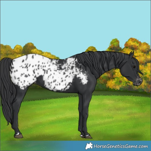Horse Color:Black Blanket 