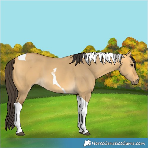 Horse Color:Buckskin Dun Tobiano 