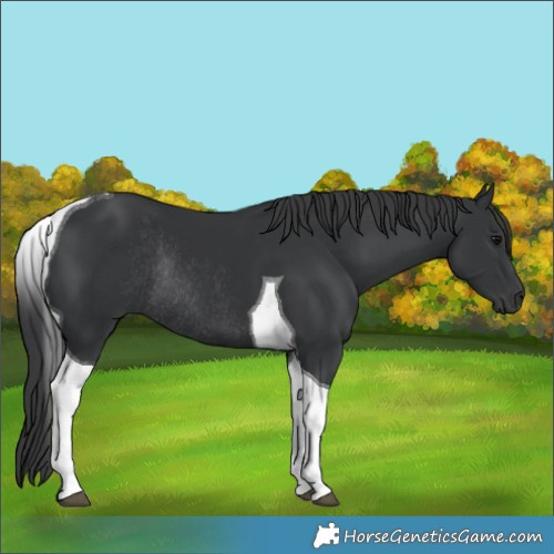 Horse Color:Black Tobiano Rabicano