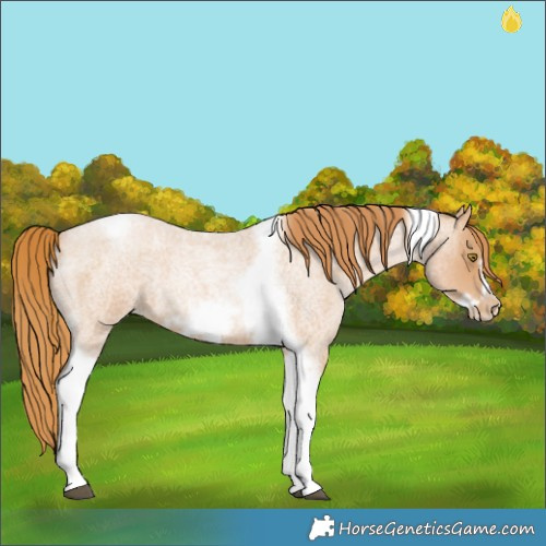 Horse Color:Red Roan Pearl Tobiano Frame