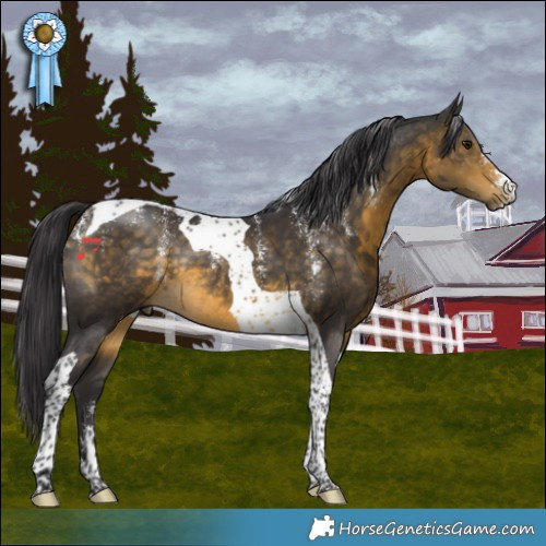 Horse Color:Powder White Buckskin Tobiano Rabicano