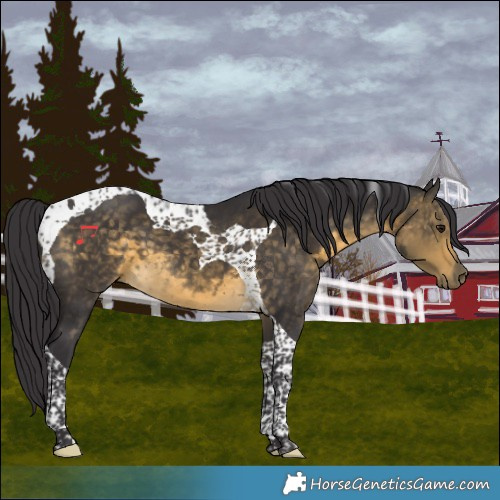 Horse Color:Buckskin Tobiano 