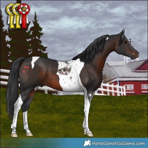 Horse Color:Brown Tobiano