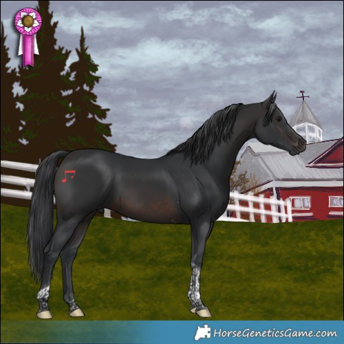 Horse Color:Brown Tobiano