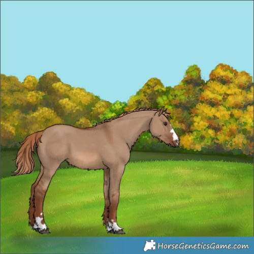 Horse Color:Red Dun