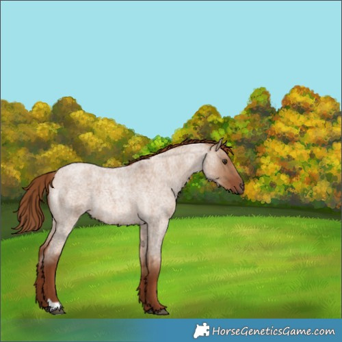 Horse Color:Red Dun Roan