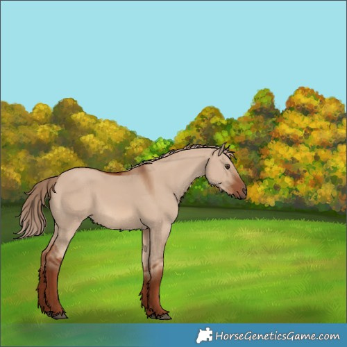 Horse Color:Red Dun