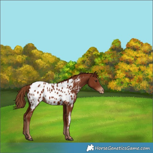 Horse Color:Chestnut Appaloosa