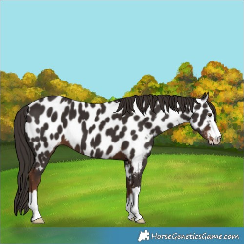 Horse Color:Liver Chestnut Near Leopard 