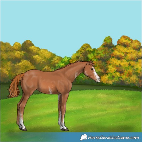 Horse Color:White Spotted Chestnut Rabicano