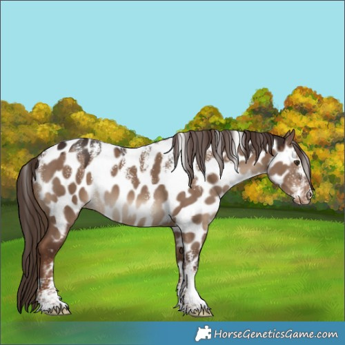 Horse Color:Powder White Liver Red Dun Near Leopard 