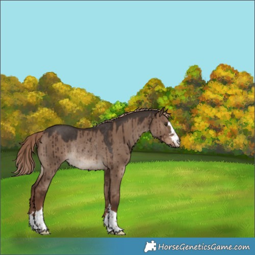 Horse Color:Liver Red Dun Rabicano Brindle 