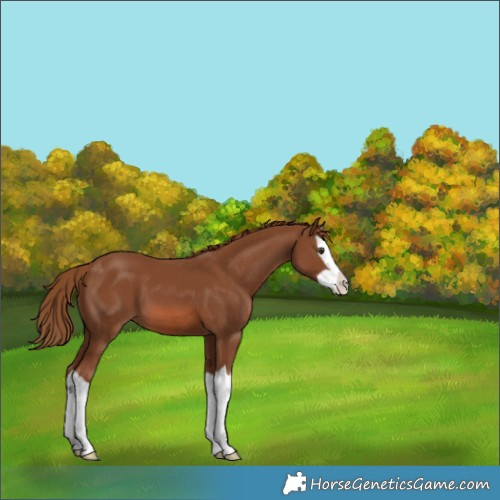 Horse Color:Chestnut Splash