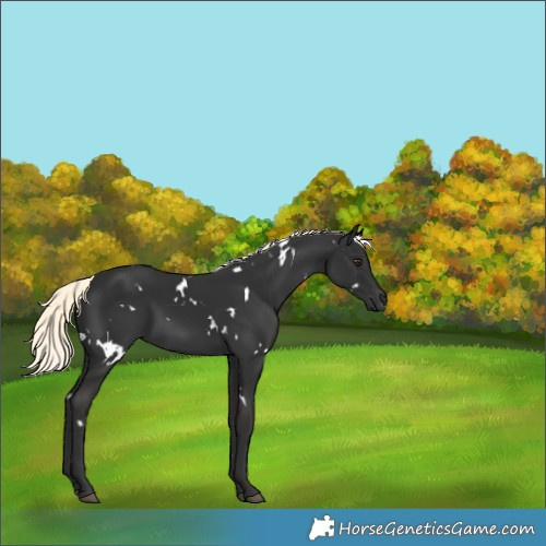 Horse Color:White Spotted Liver Chestnut Mushroom