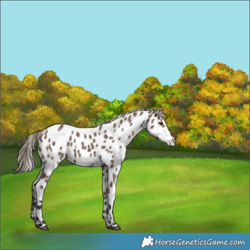 Horse Color:White Spotted Liver Red Dun Mushroom Appaloosa 