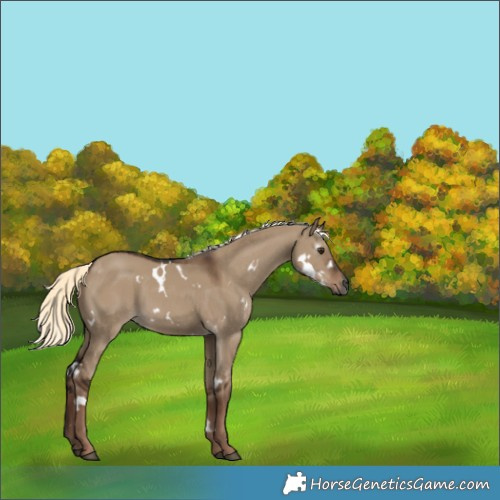 Horse Color:Gray White Spotted Liver Red Dun Mushroom 
