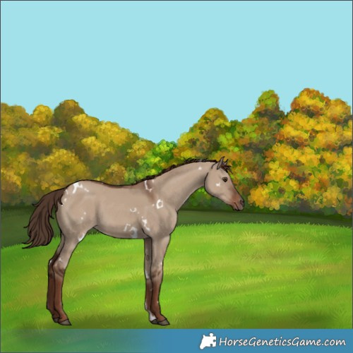 Horse Color:White Spotted Liver Red Dun 