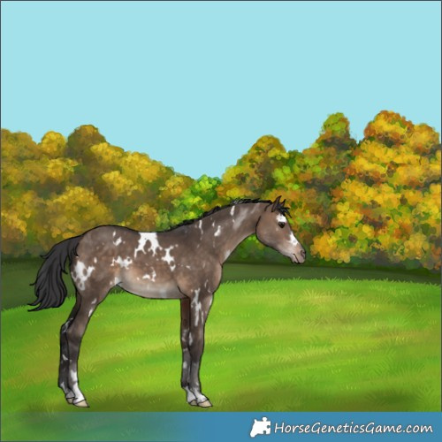 Horse Color:White Spotted Bay Dun
