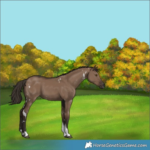 Horse Color:White Spotted Liver Red Dun Tobiano 