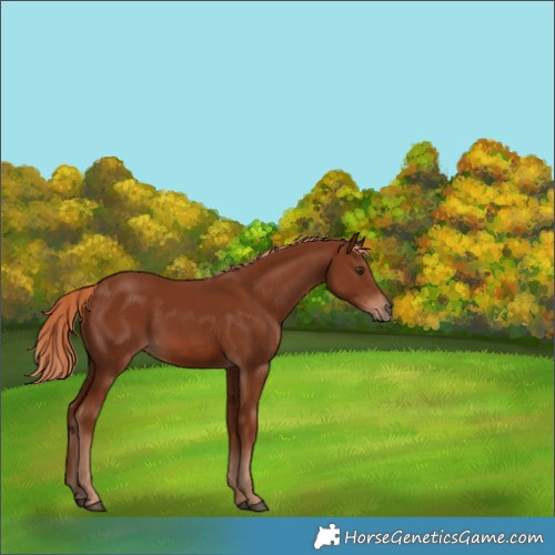 Horse Color:Chestnut Rabicano 