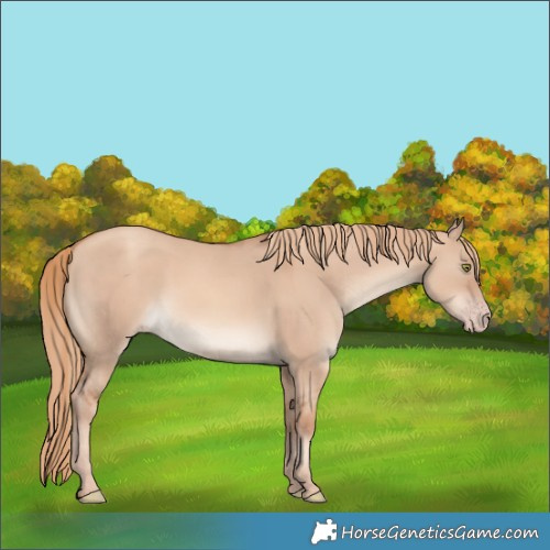 Horse Color:Gold Champagne Dun 
