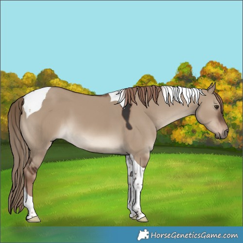 Horse Color:Liver Red Dun Tobiano