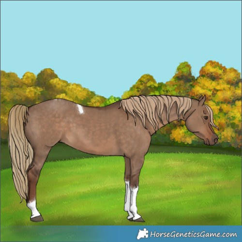 Horse Color:Liver Red Dun Tobiano 