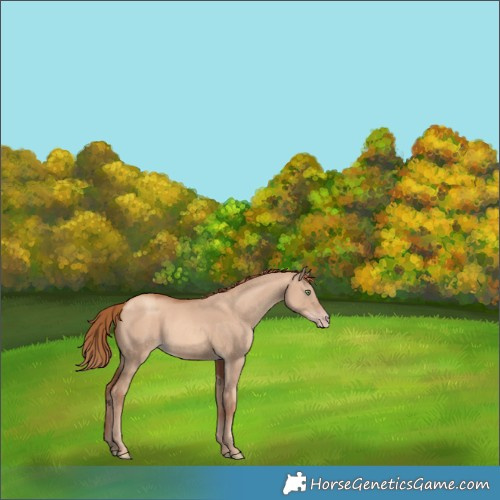 Horse Color:Gold Champagne Dun 