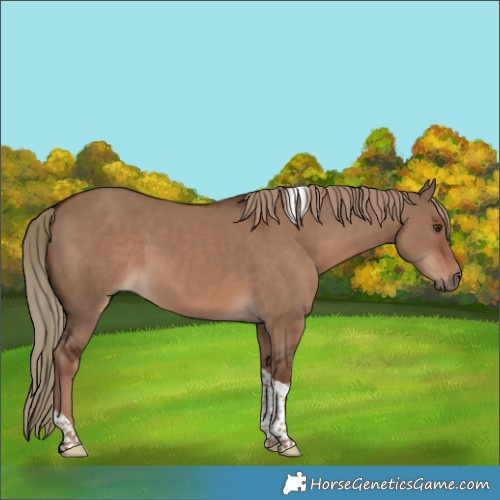 Horse Color:Liver Red Dun Tobiano 