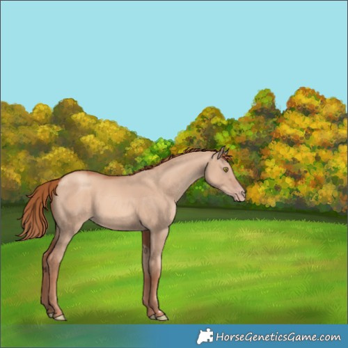 Horse Color:Gold Champagne Dun 