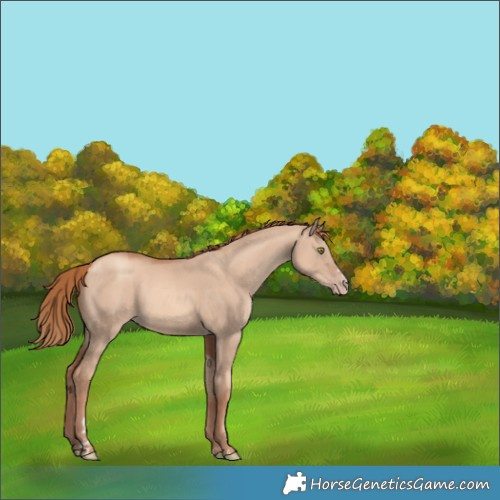 Horse Color:Gold Champagne Dun