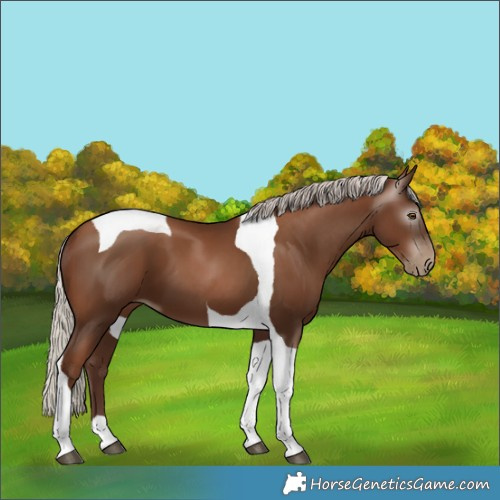 Horse Color:Gray Silver Black Pearl Tobiano 