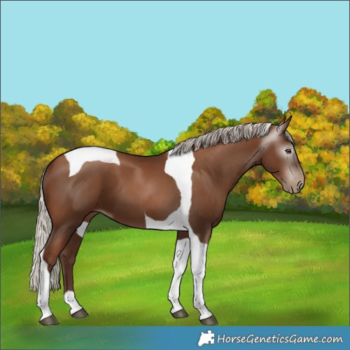 Horse Color:Gray Silver Black Pearl Tobiano 